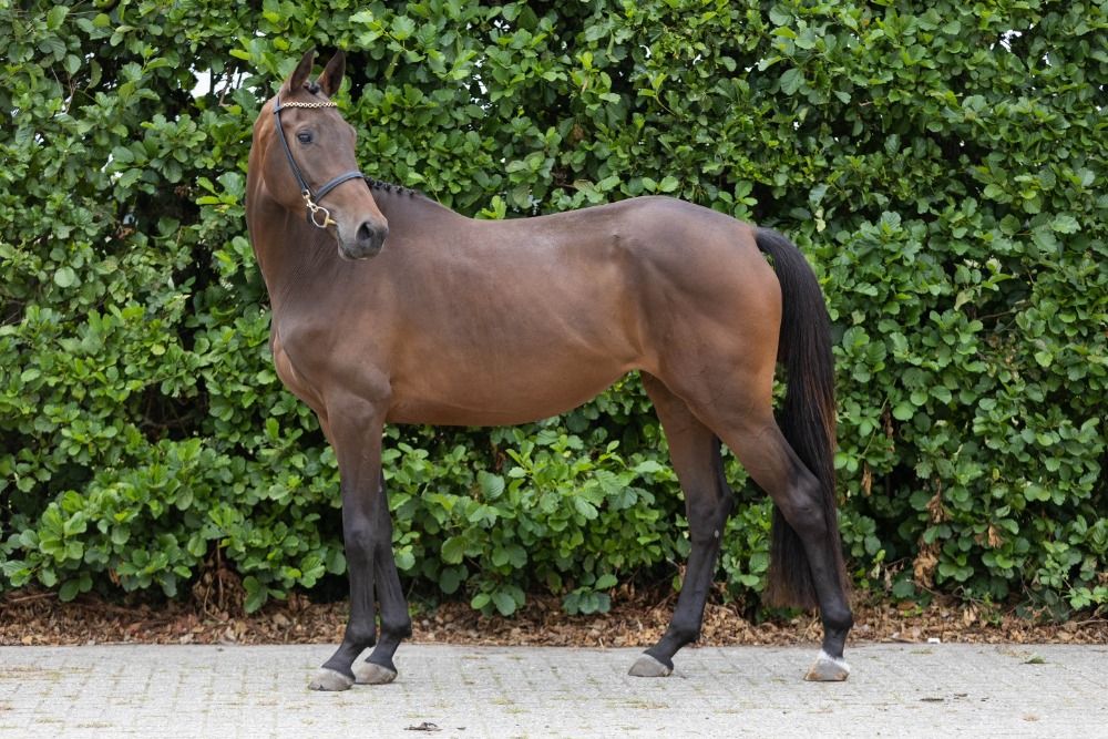 KWPN springpaard Merrie 3 jaar Donkerbruin te koop - Foto 2