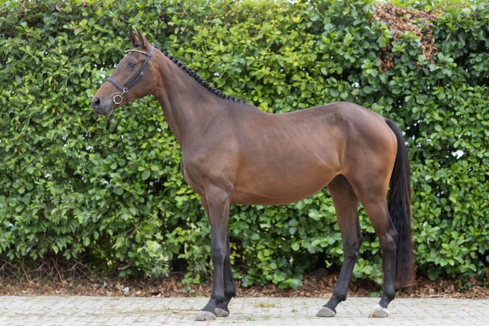 KWPN springpaard Merrie 3 jaar Donkerbruin te koop - Foto 3