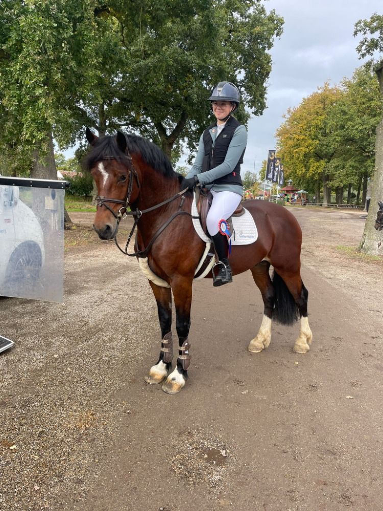 Welsh Cob springpony Hengst 5 jaar Bruin te koop - Foto 5