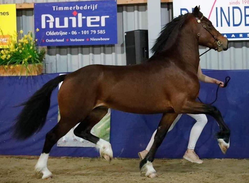 Welsh Cob springpony Hengst 5 jaar Bruin te koop - Foto 4