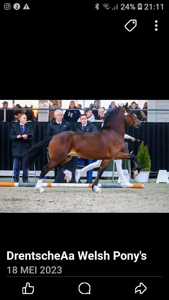 Welsh Cob springpony Hengst 5 jaar Bruin te koop - Foto 2