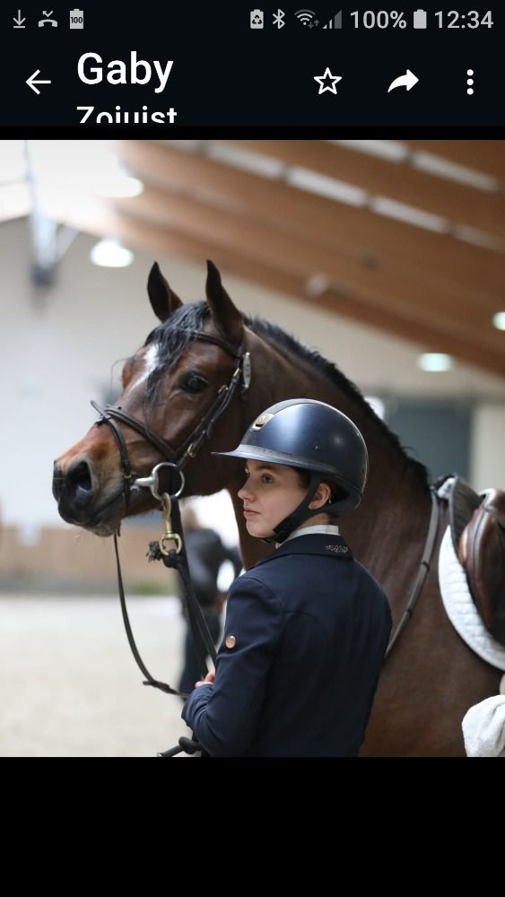Welsh Cob springpony Hengst 5 jaar Bruin te koop - Foto 3