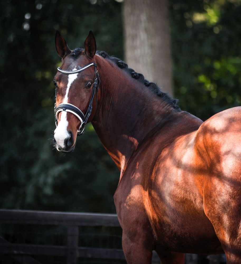 allrounder Hengst 3 jaar Bruin te koop - Foto 2