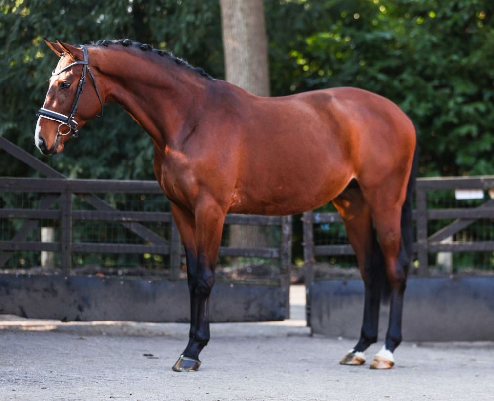 Super knappe getalenteerde trakener hengst