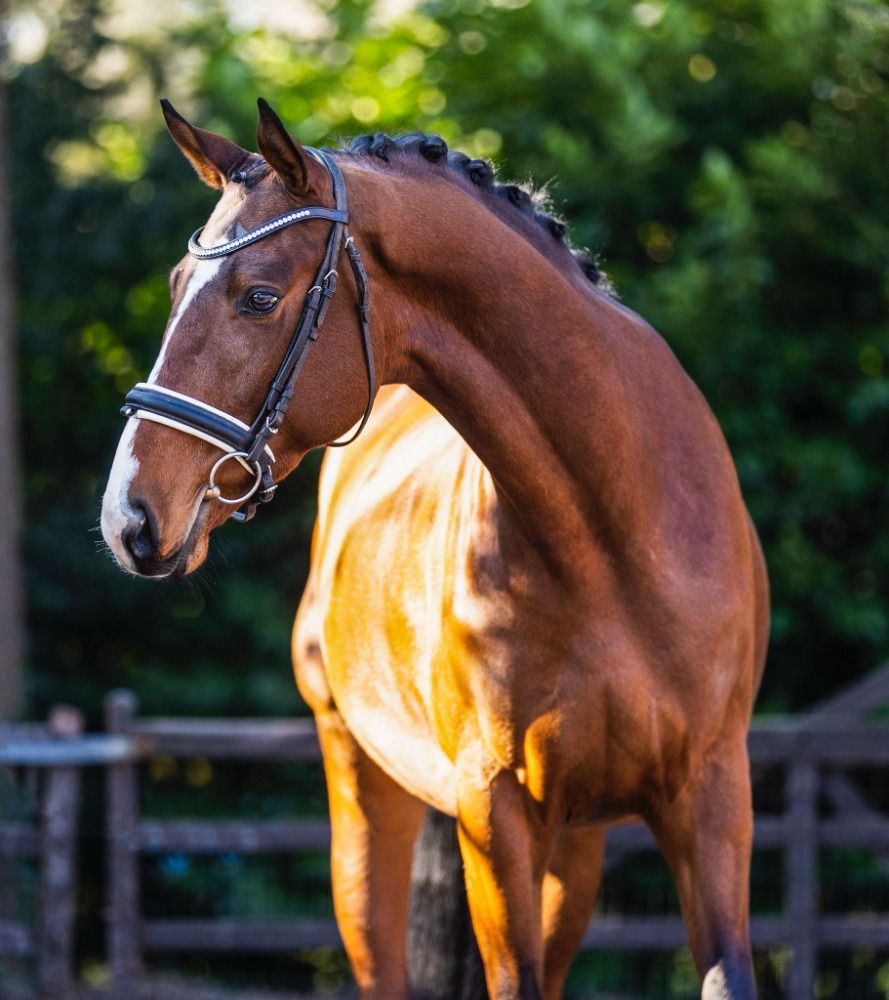 allrounder Hengst 3 jaar Bruin te koop - Foto 4