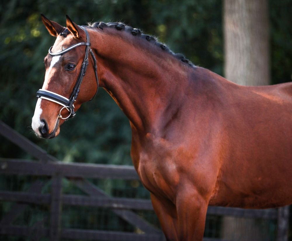 allrounder Hengst 3 jaar Bruin te koop - Foto 3