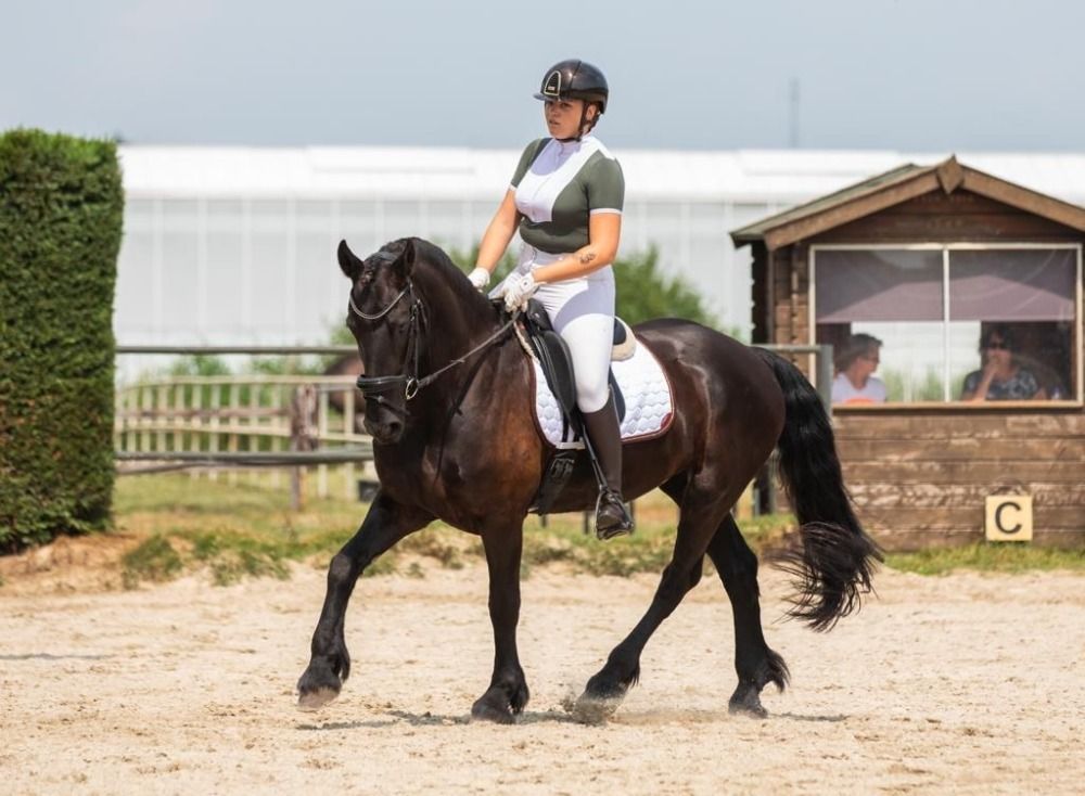 FPS (Nederland) dressuurpaard Ruin 11 jaar Zwart te koop - Foto 4