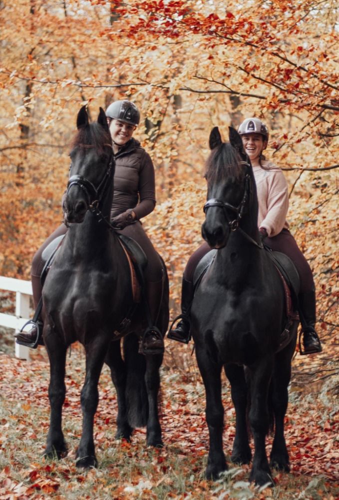 FPS (Nederland) dressuurpaard Ruin 11 jaar Zwart te koop - Foto 2