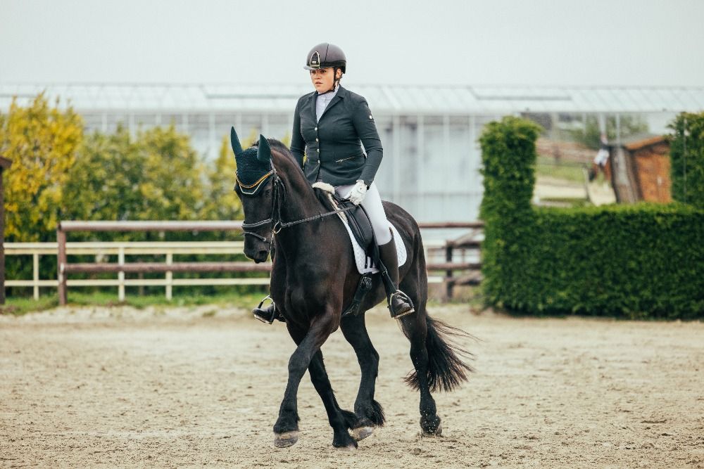 FPS (Nederland) dressuurpaard Ruin 11 jaar Zwart te koop - Foto 6