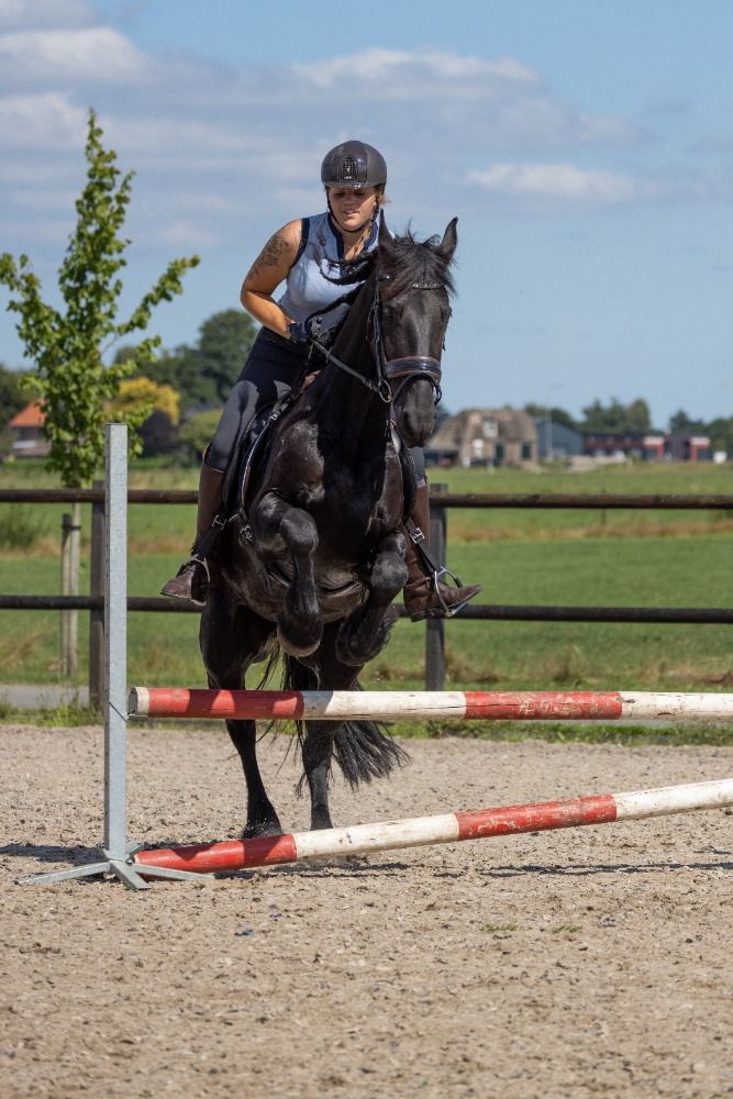 FPS (Nederland) dressuurpaard Ruin 11 jaar Zwart te koop - Foto 3