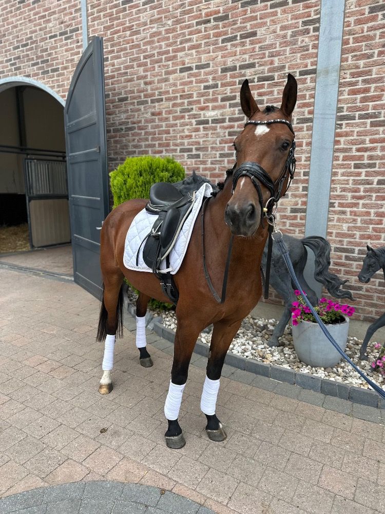 BWP dressuurpaard Ruin 3 jaar Kastanje te koop - Hoofdfoto