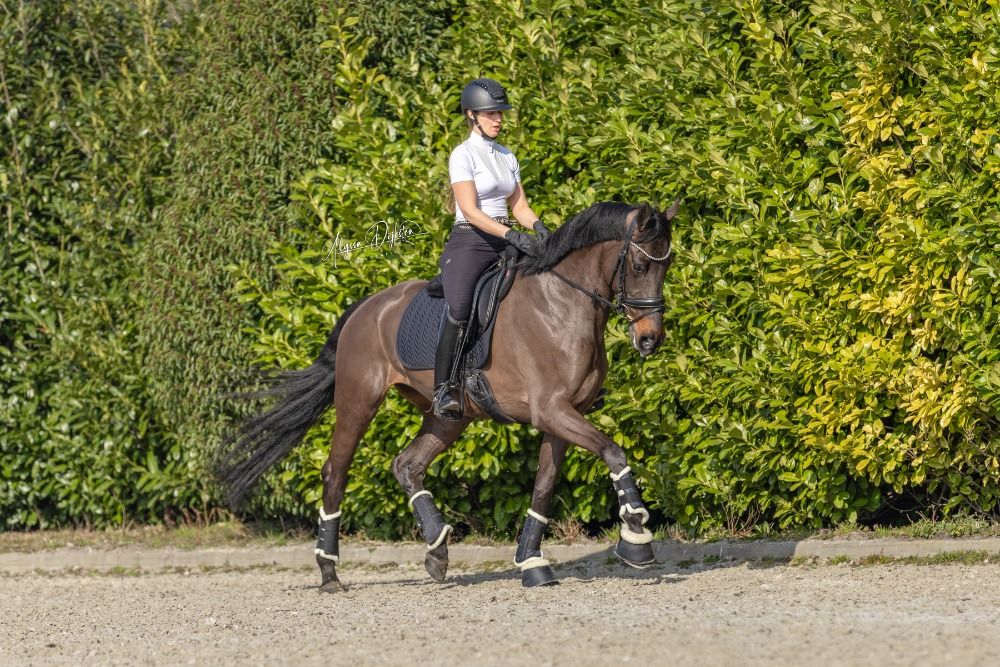 KWPN dressuurpaard Merrie 4 jaar Donkerbruin te koop - Foto 5