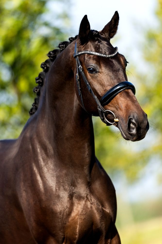 KWPN dressuurpaard Merrie 4 jaar Donkerbruin te koop - Foto 3