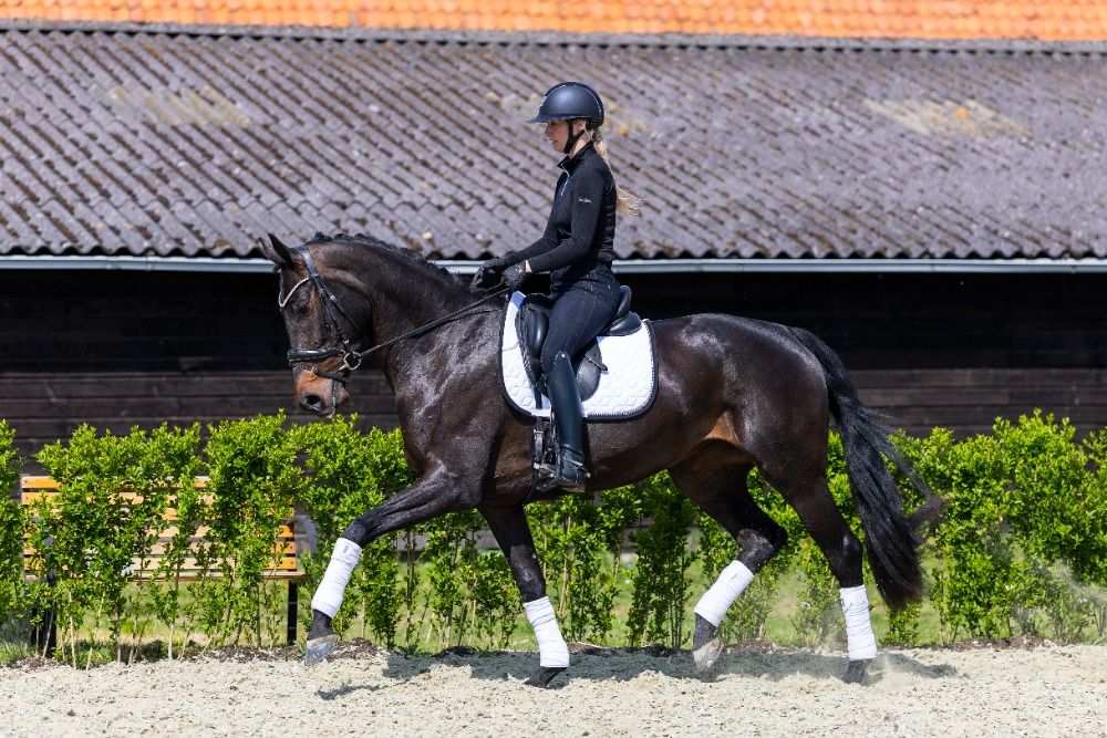 KWPN dressuurpaard Merrie 4 jaar Donkerbruin te koop - Foto 2