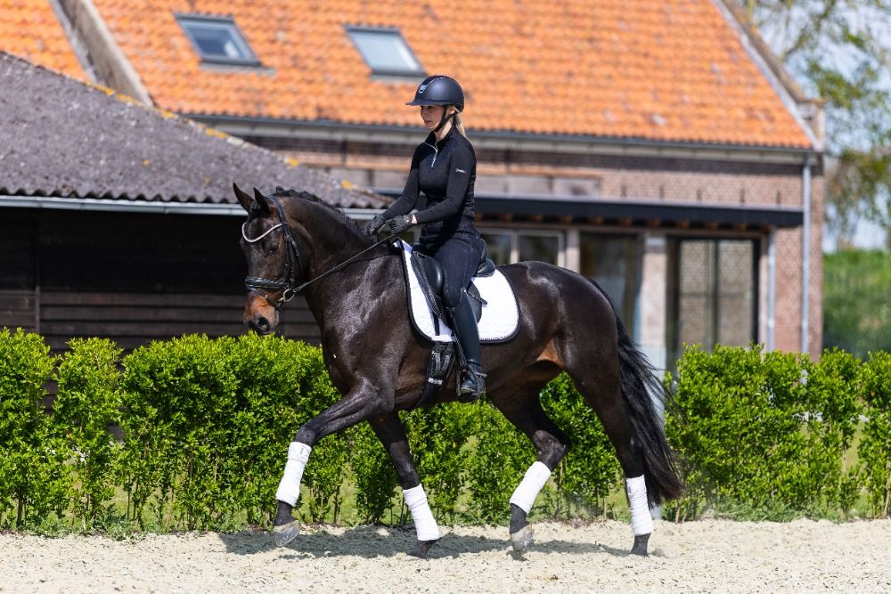 KWPN dressuurpaard Merrie 4 jaar Donkerbruin te koop - Foto 4
