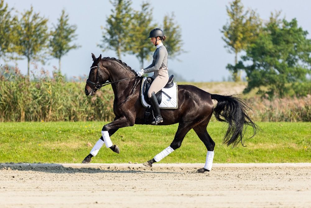 KWPN dressuurpaard Merrie 4 jaar Donkerbruin te koop - Foto 6