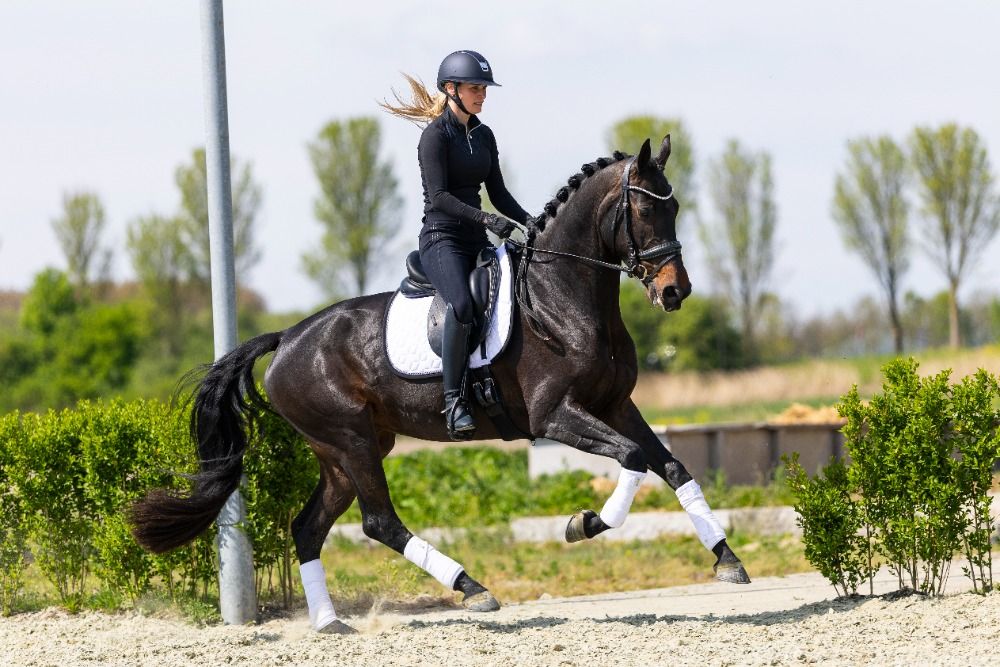 KWPN dressuurpaard Merrie 4 jaar Donkerbruin te koop - Hoofdfoto
