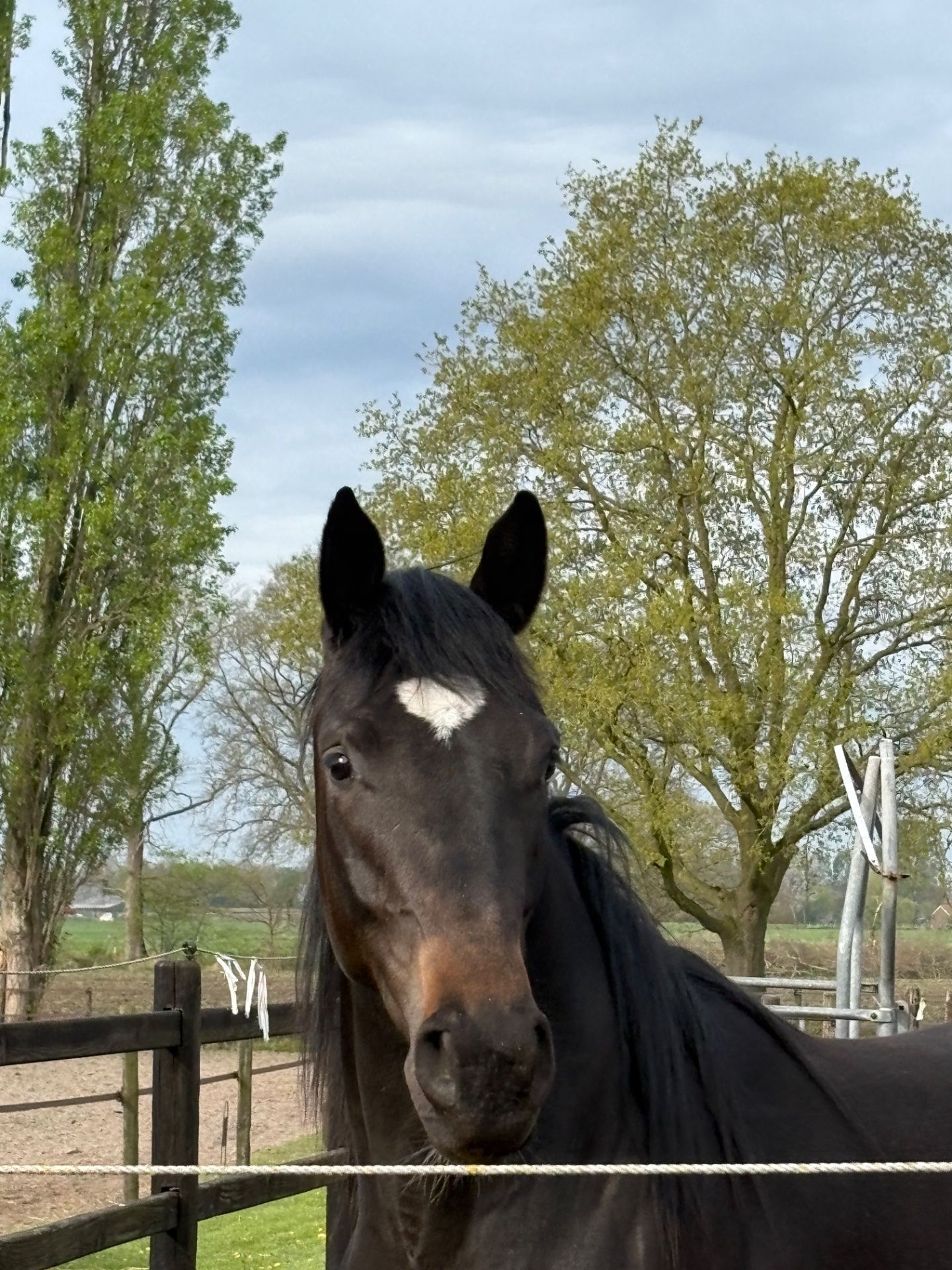 kwpn dressuurpaard hengst 2 Jahre alt zu verkaufen - Foto 3