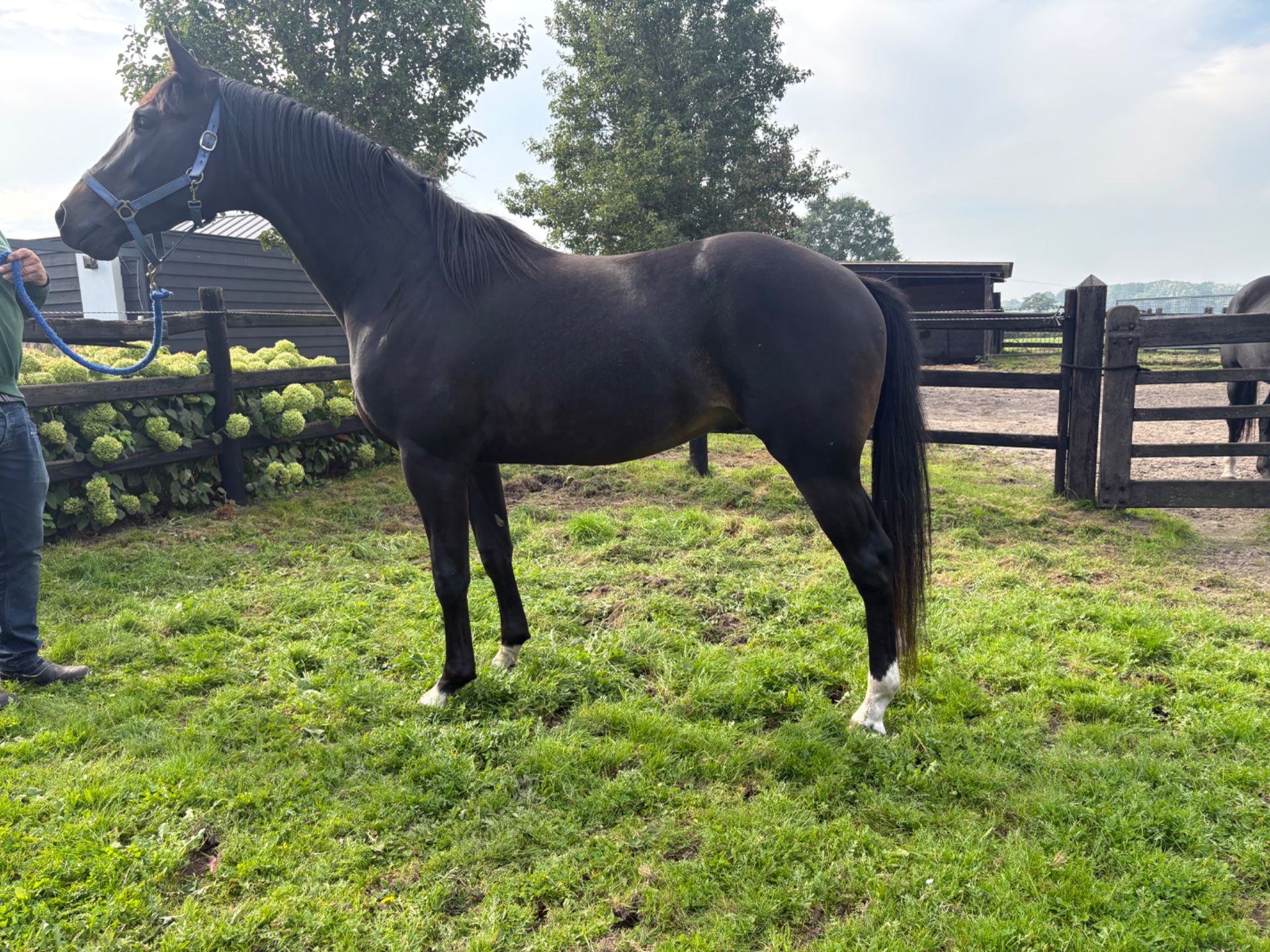 Uber, Dressurpferd, Hengst, 2 Jahre