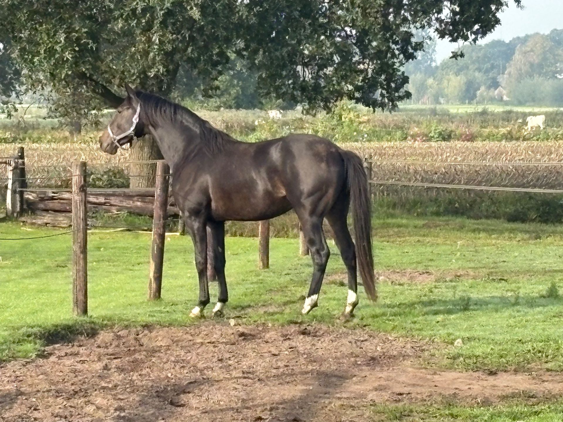 kwpn dressuurpaard hengst 2 Jahre alt zu verkaufen - Foto 2