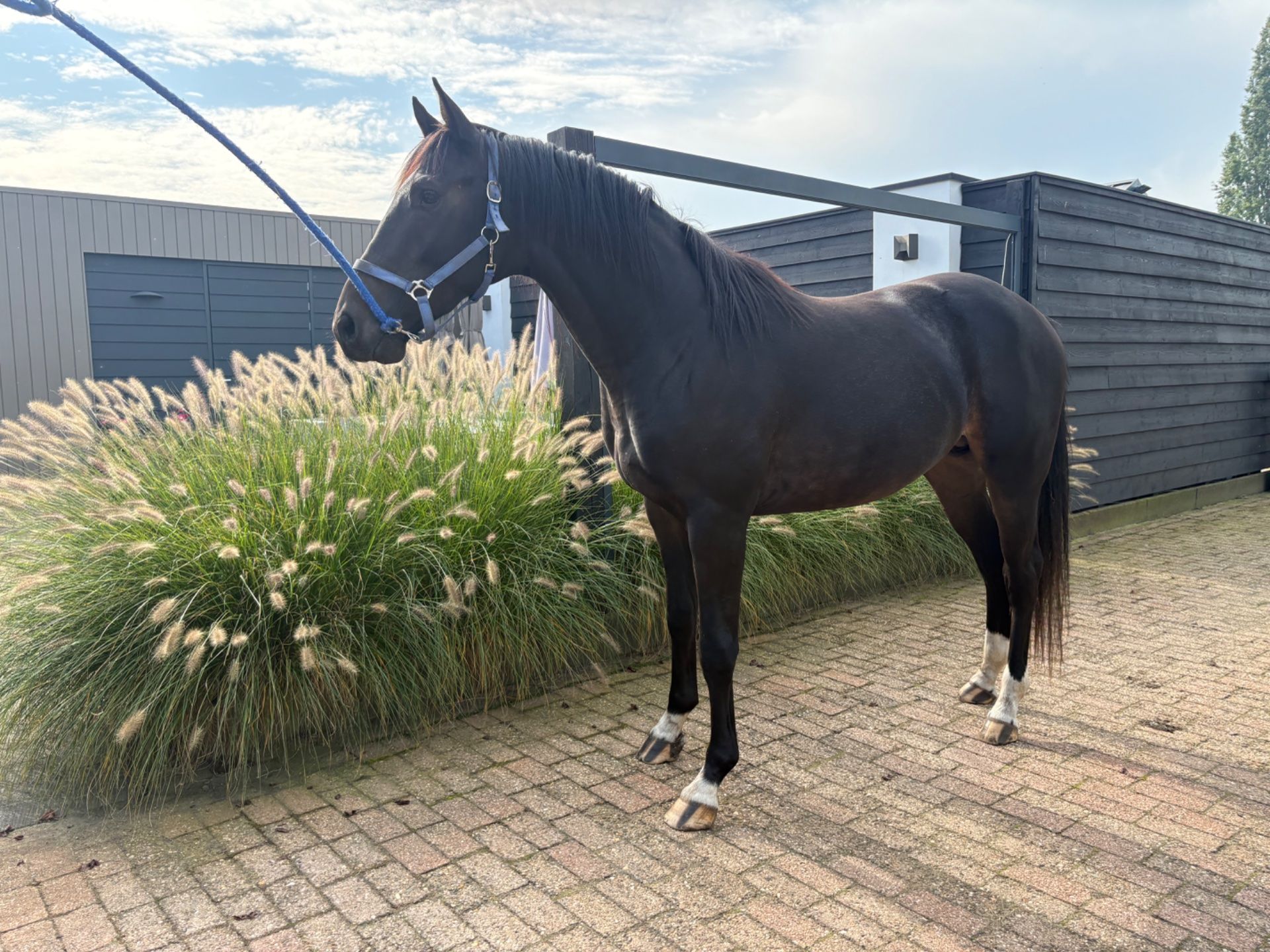 kwpn dressuurpaard hengst 2 Jahre alt zu verkaufen - Foto 5