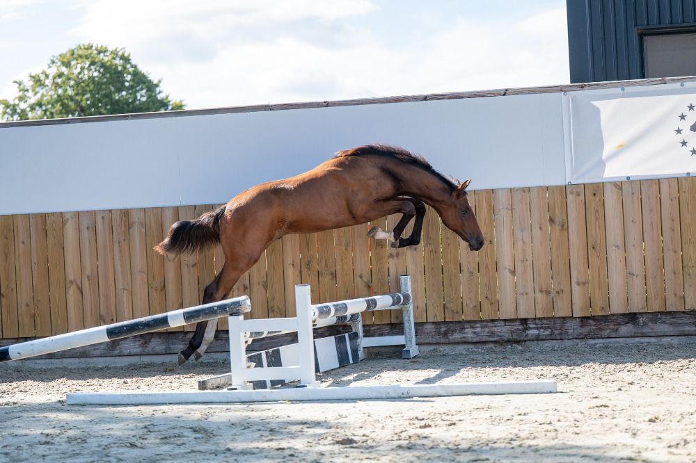 Veulen hengst, Shotgun van het Lunocohof Z SOLID GOLD Z x CALATO