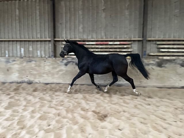 KWPN dressuurpaard Merrie 6 years old Donkerbruin for sale - Photo 2