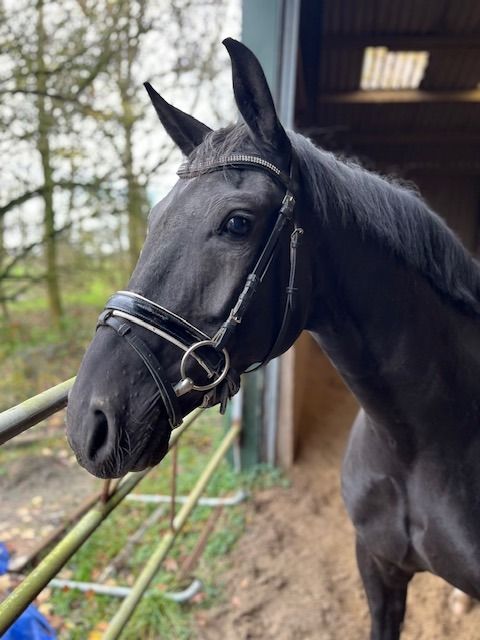 KWPN dressuurpaard Merrie 6 years old Donkerbruin for sale - Photo 3