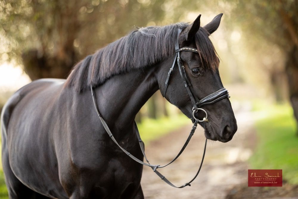 KWPN dressuurpaard Merrie 4 jaar Zwart te koop - Foto 5