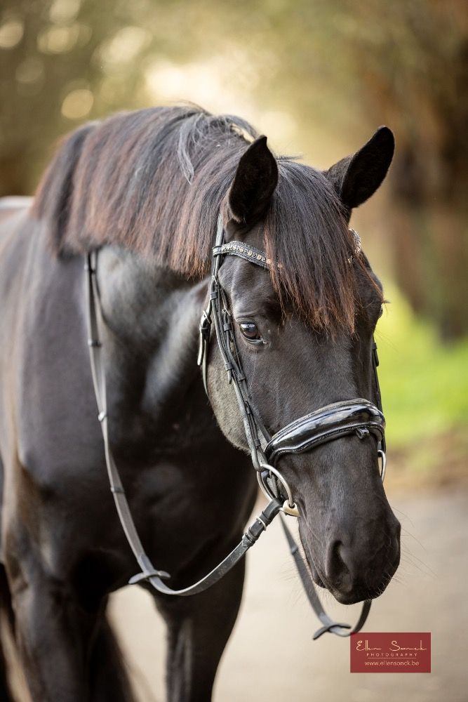 KWPN dressuurpaard Merrie 4 jaar Zwart te koop - Hoofdfoto