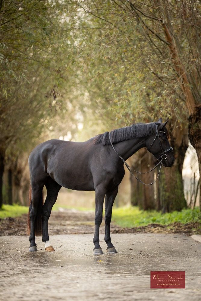 KWPN dressuurpaard Merrie 4 jaar Zwart te koop - Foto 2