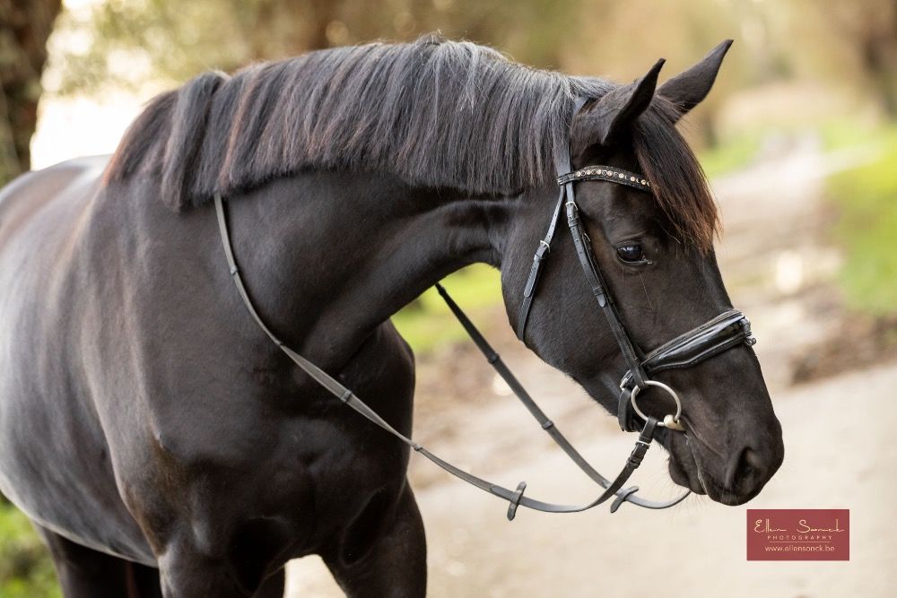 KWPN dressuurpaard Merrie 4 jaar Zwart te koop - Foto 6
