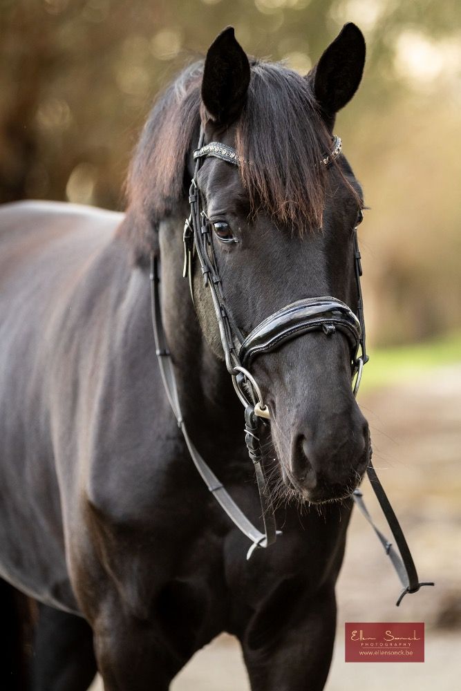KWPN dressuurpaard Merrie 4 jaar Zwart te koop - Foto 4