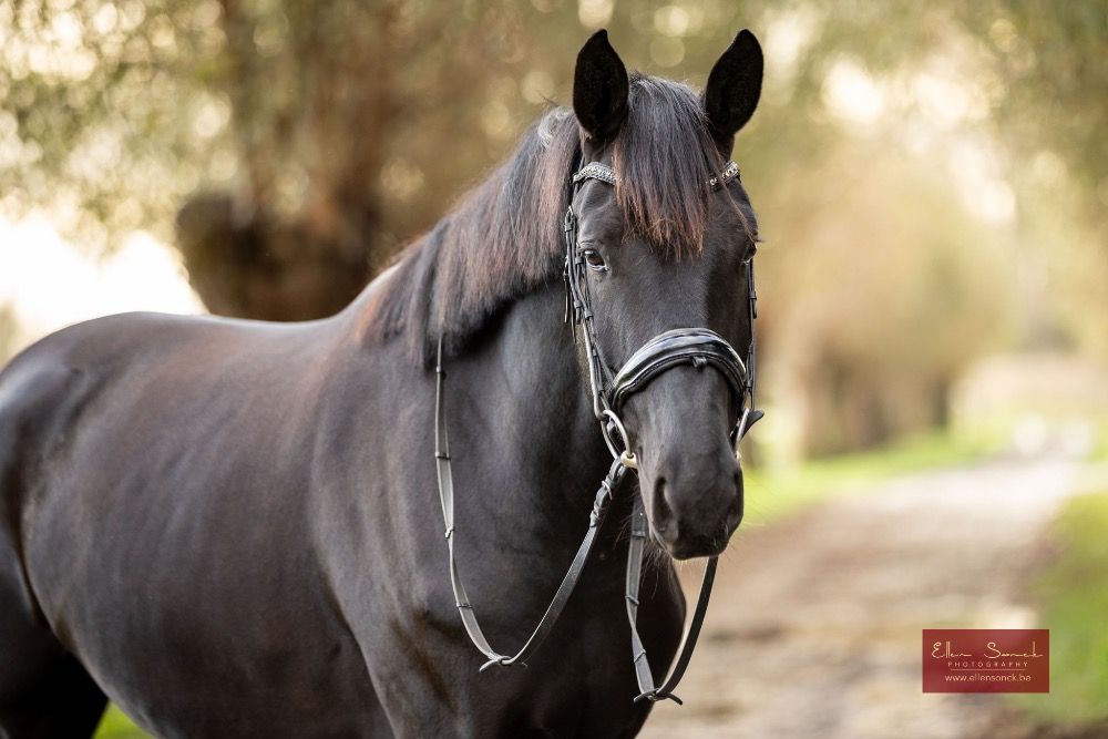 KWPN dressuurpaard Merrie 4 jaar Zwart te koop - Foto 3