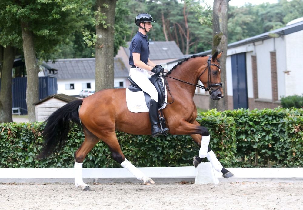 KWPN dressuurpaard Merrie 4 jaar Bruin te koop - Foto 2