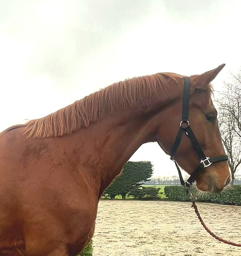 KWPN dressuurpaard Ruin 3 years old Vos for sale - Photo 4