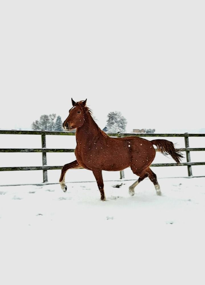 KWPN dressuurpaard Ruin 3 years old Vos for sale - Photo 6