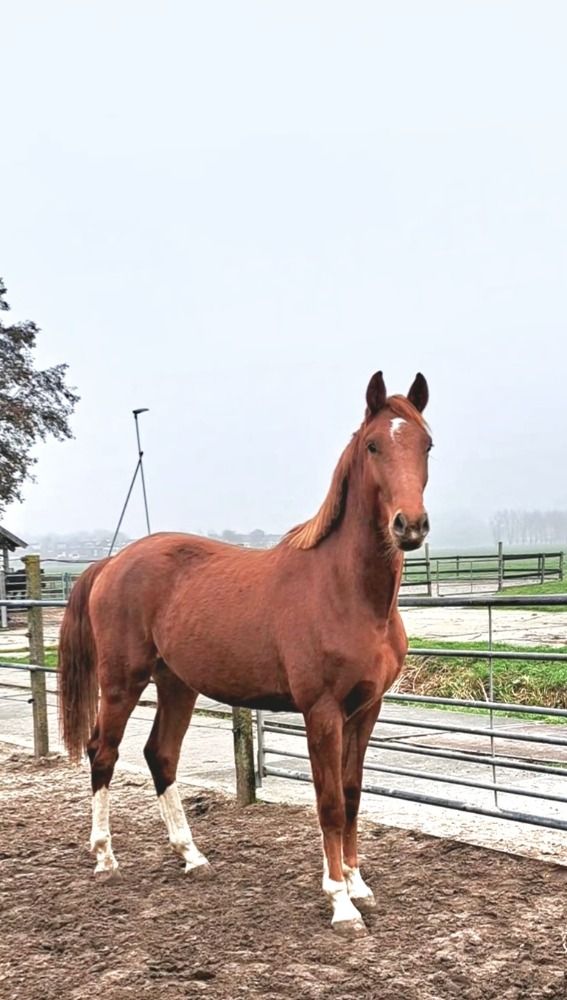 KWPN dressuurpaard Ruin 3 years old Vos for sale - Photo 2