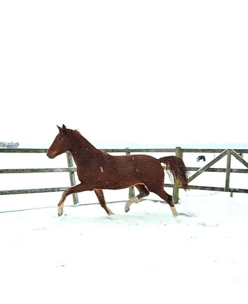 KWPN dressuurpaard Ruin 3 years old Vos for sale - Photo 3