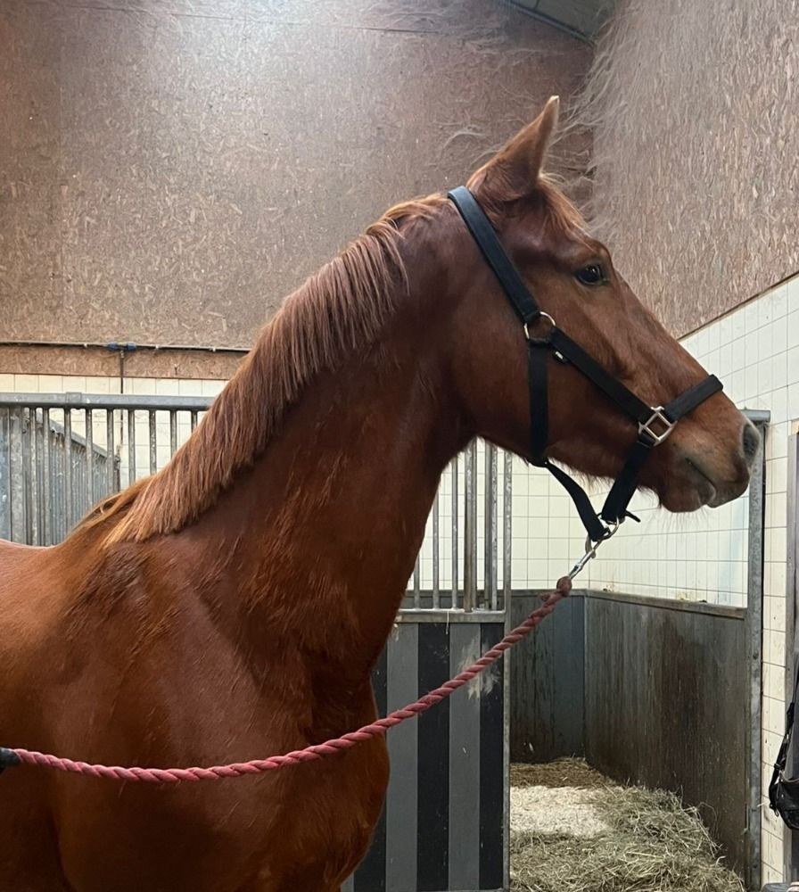 KWPN dressuurpaard Ruin 3 years old Vos for sale - Main photo