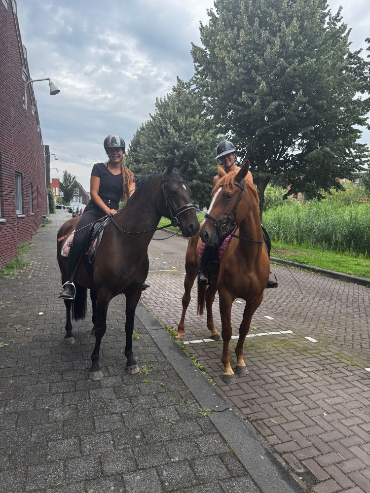 allrounder 4 jaar te koop - Hoofdfoto