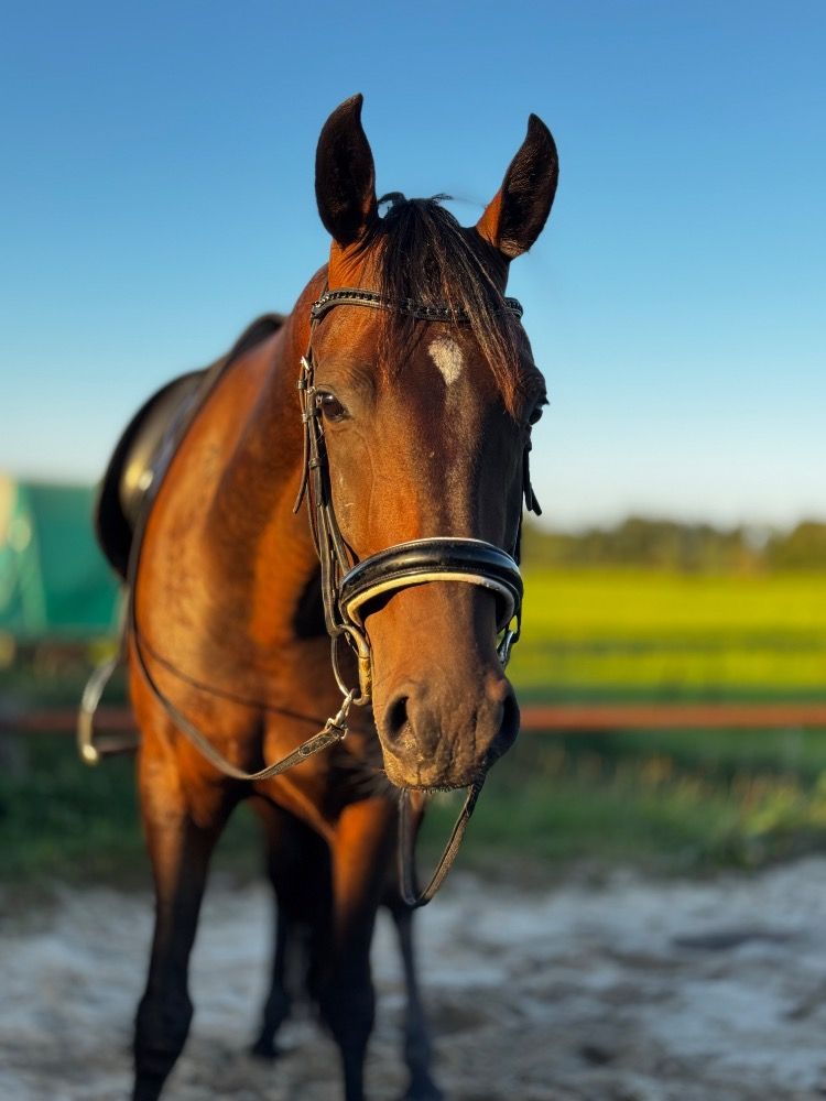 allrounder 4 jaar te koop - Foto 5