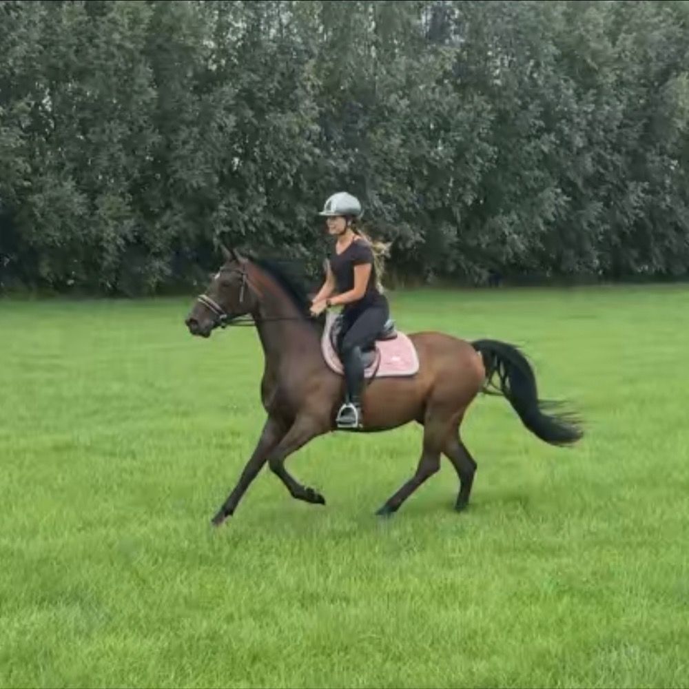 allrounder 4 jaar te koop - Foto 2