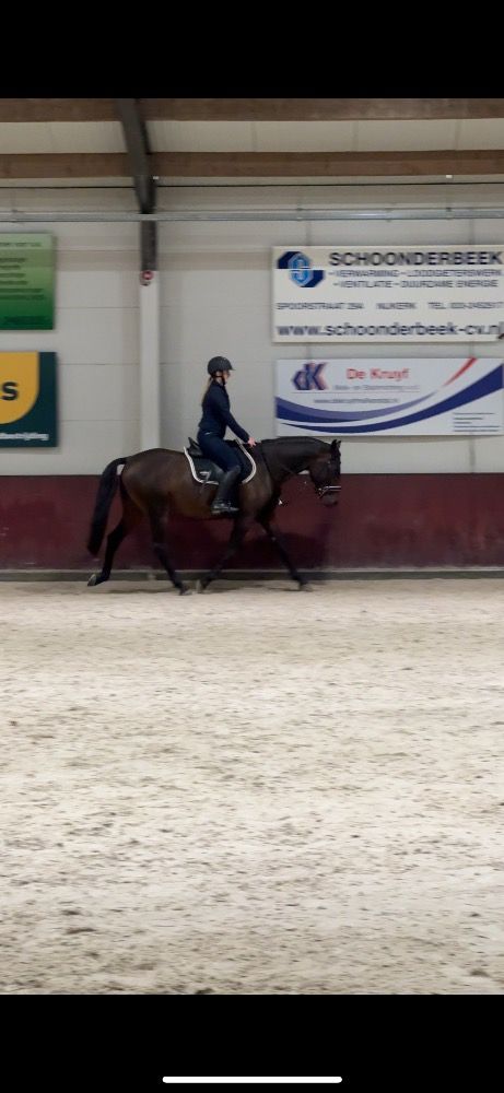 allrounder 4 jaar te koop - Foto 4