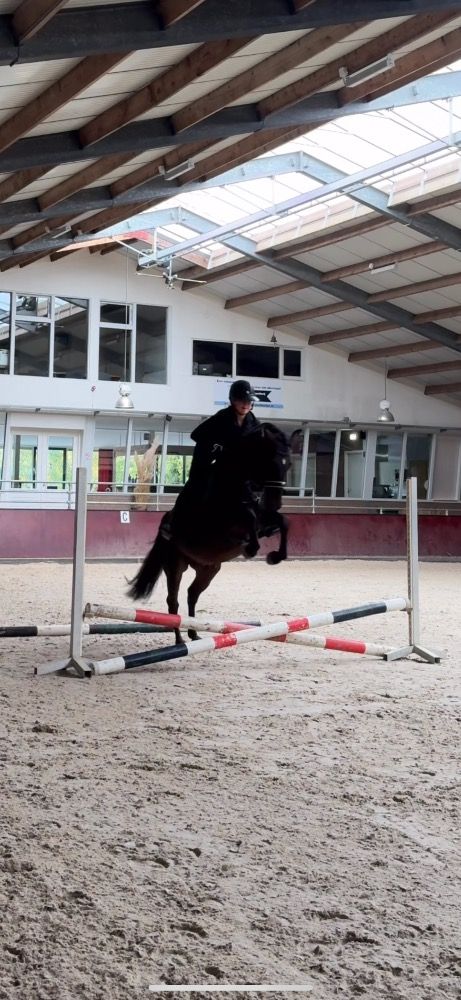 allrounder 4 jaar te koop - Foto 3