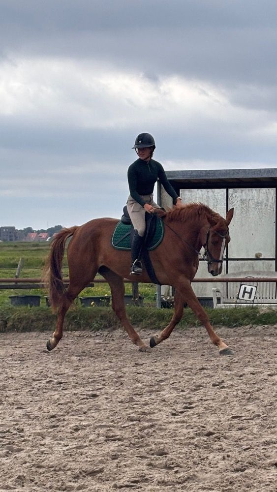 allrounder 4 jaar te koop - Foto 6