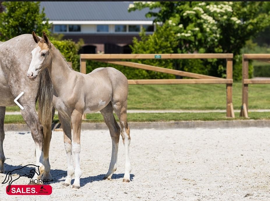 Ander stamboek springpaard Merrie Schimmel te koop - Foto 2