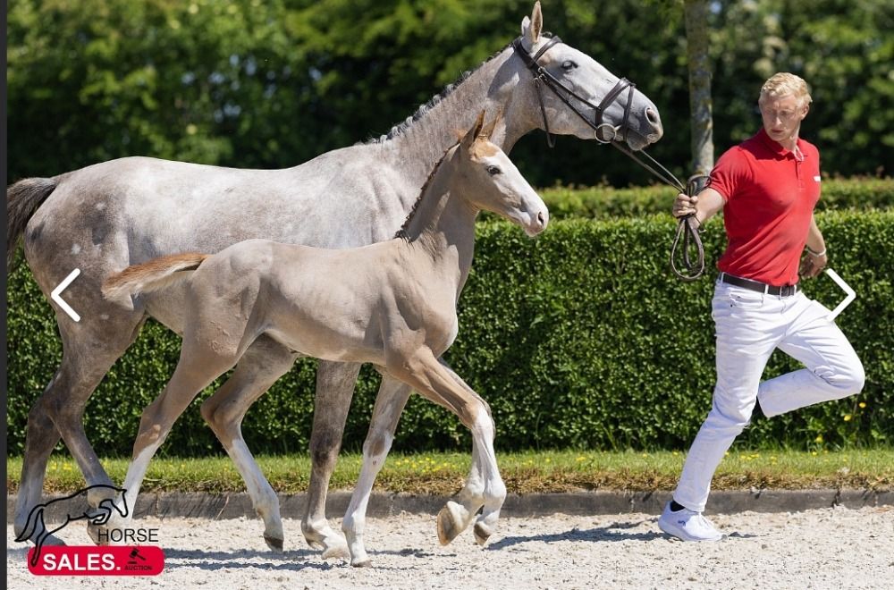 Ander stamboek springpaard Merrie Schimmel te koop - Foto 4