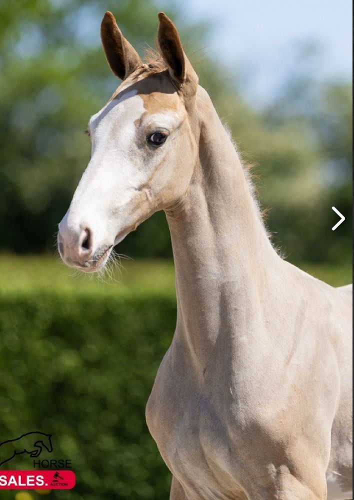 Ander stamboek springpaard Merrie Schimmel te koop - Foto 3
