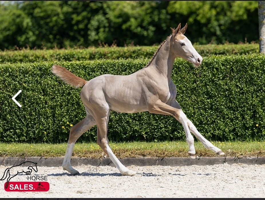 Ander stamboek springpaard Merrie Schimmel te koop - Hoofdfoto